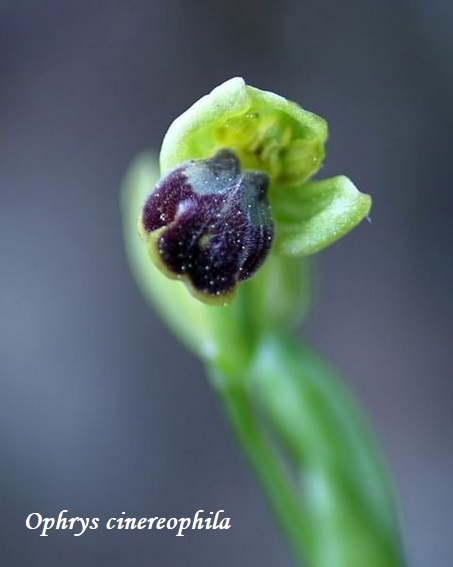 Orchidee dell''Epiro e del Peloponneso